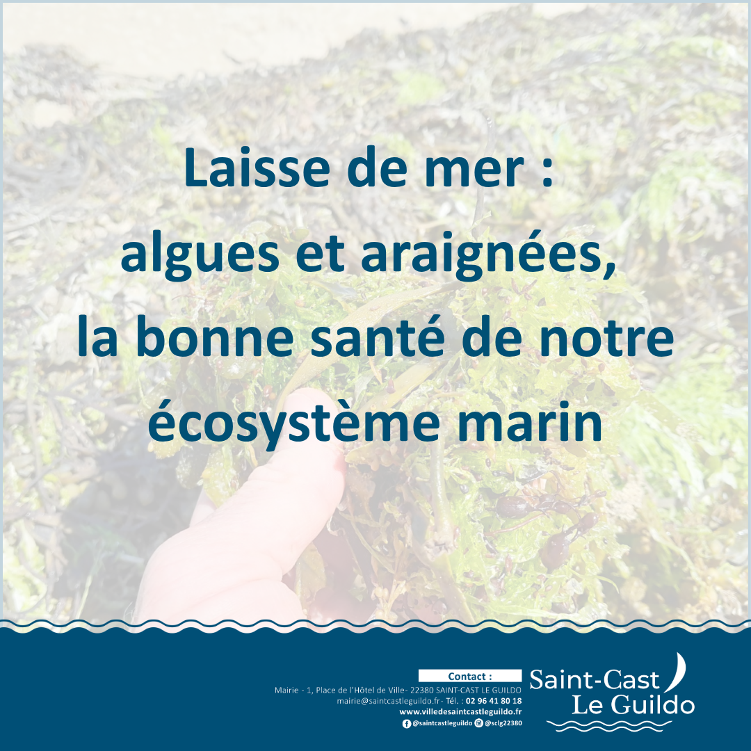 Laisse de mer : algues et araignées, la bonne santé de notre écosystème marin